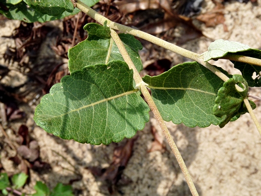 {Barbarea vulgaris}